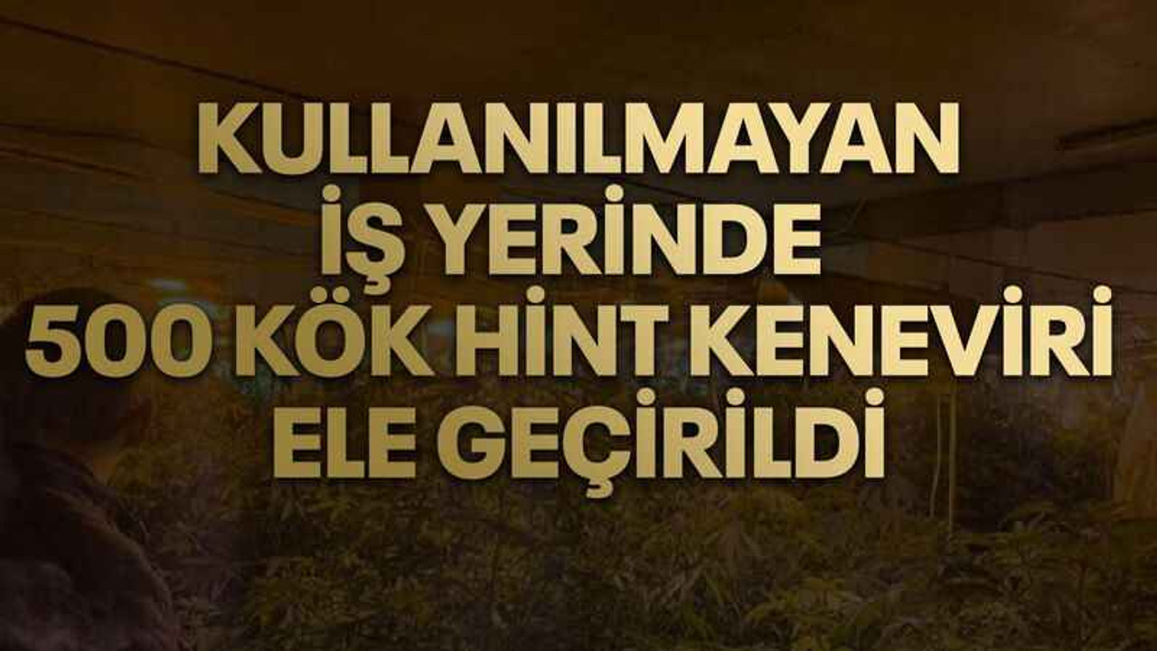 Kullanılmayan iş yerinde 500 kök Hint keneviri ele geçirildi